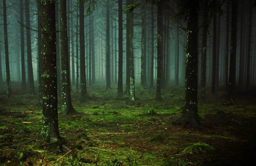 A dim misty forest with moss growing on large trees rooted in dark, rich, organic forest soil.