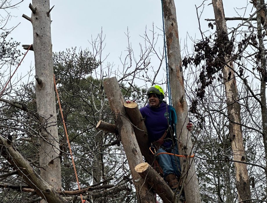 zzoutdoorsolutions-website-tree-removal-section-climber-rigged-on-tree