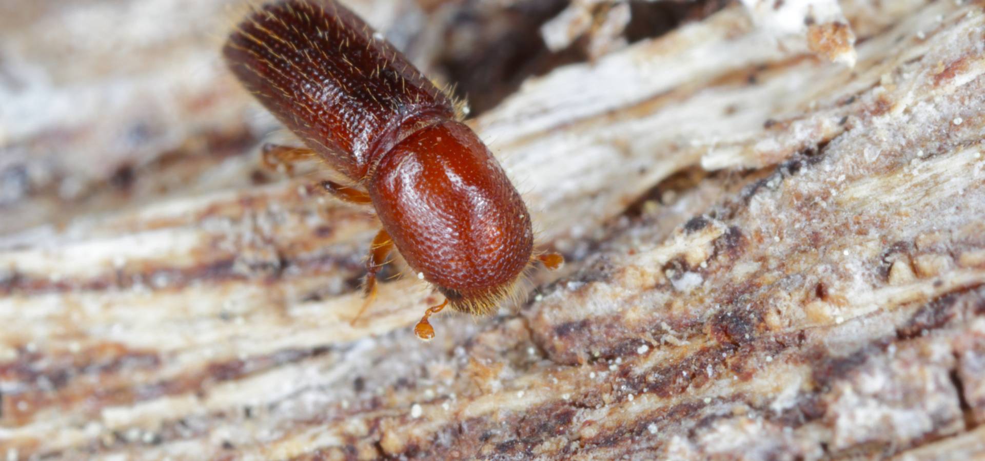 A red-brown ambrosia beetle sits on a tree ready to burrow inside.