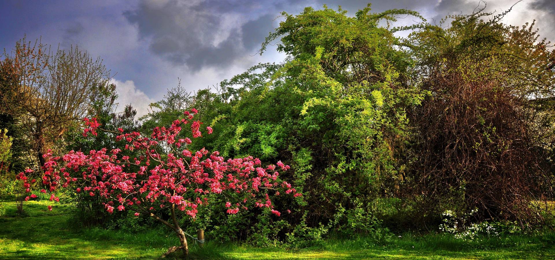 A stand of lush green trees with a pink-flowering paradise apple tree in the foreground demonstrating why trees need fertilizer.