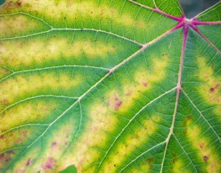 ZZoutdoorsolutions-website-fertilization-section-flipcards-tree-disease-chlorosis-leaf