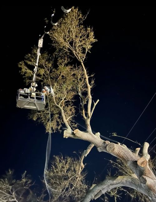 ZZoutdoorsolutions-website-treeremoval-section-night-tree