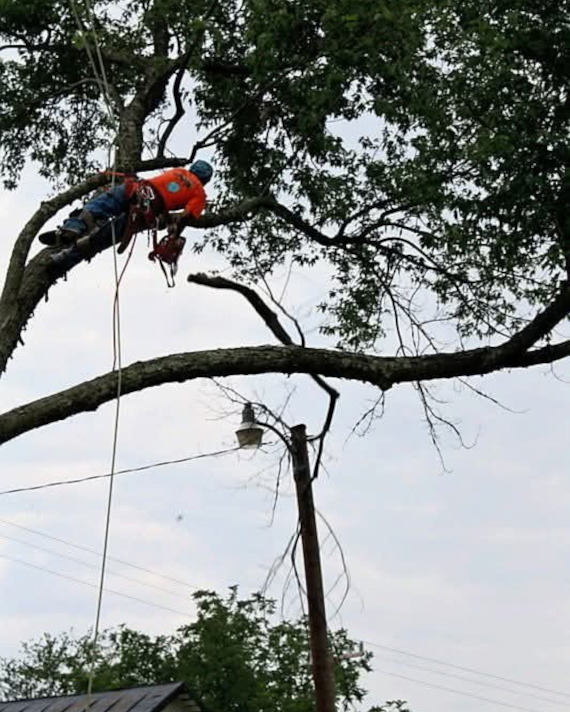 Tree Pruning by ZZ Tree Services